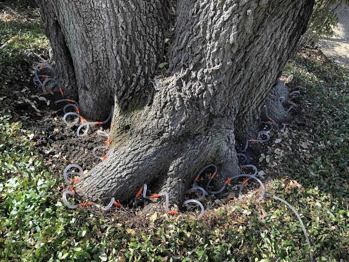Detailed Tree Cabling and Bracing job site in White Sulphur Springs