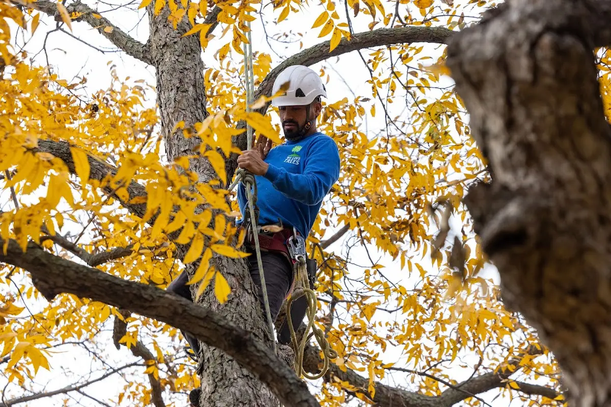 Skilled Dead Tree Removal crew working in White Sulphur Springs